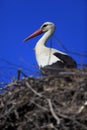 Poland, Biebrzanski National Park Ã¢â¬â closeup of a White Stork bird in a nest Ã¢â¬â latin: Ciconia ciconia